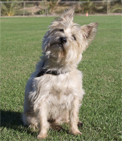 Jack dog obedience